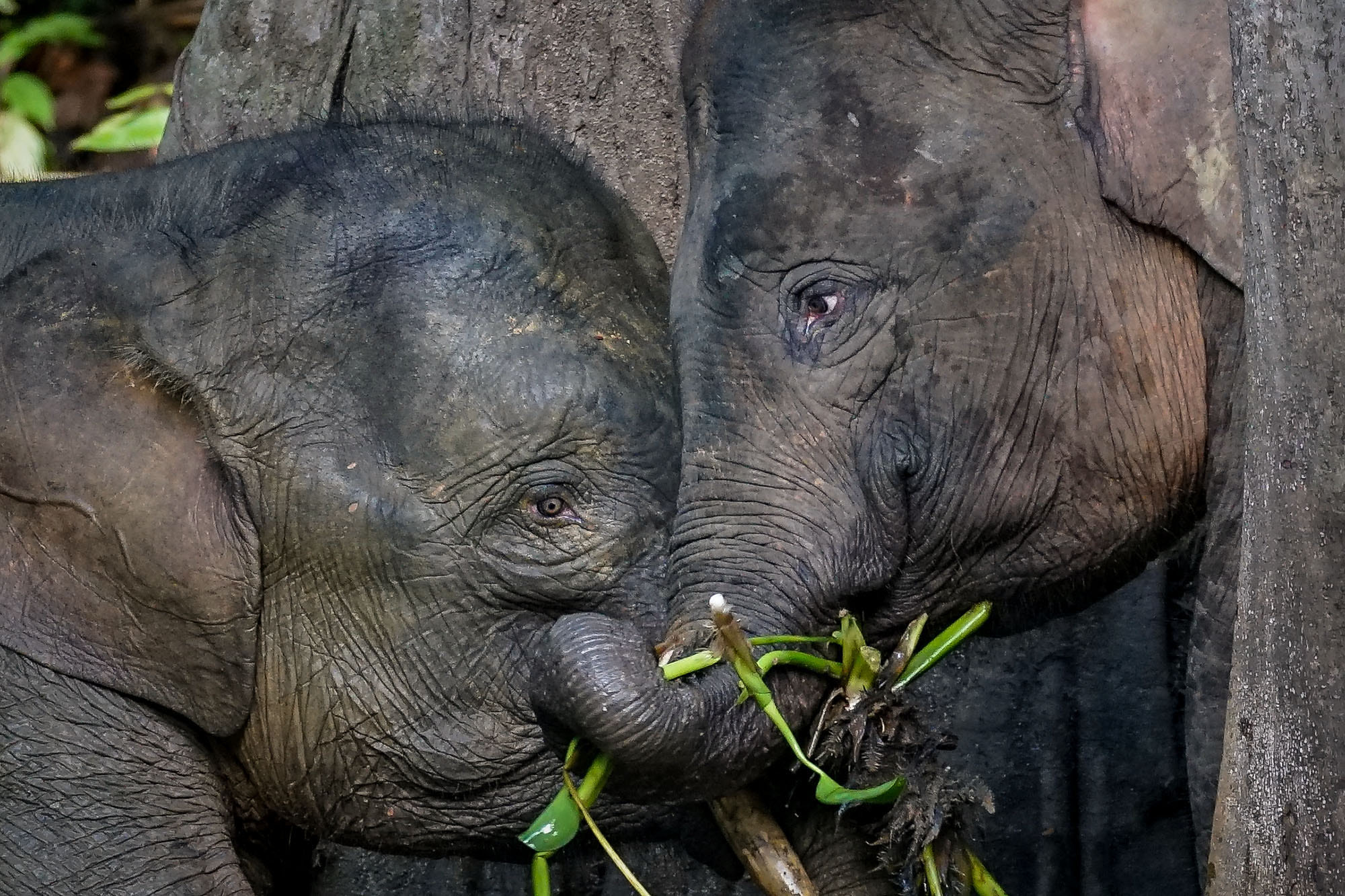 Sony a7 II + Sony 70-300mm F4.5-5.6 G SSM sample photo. Borneo pygmy elephant photography