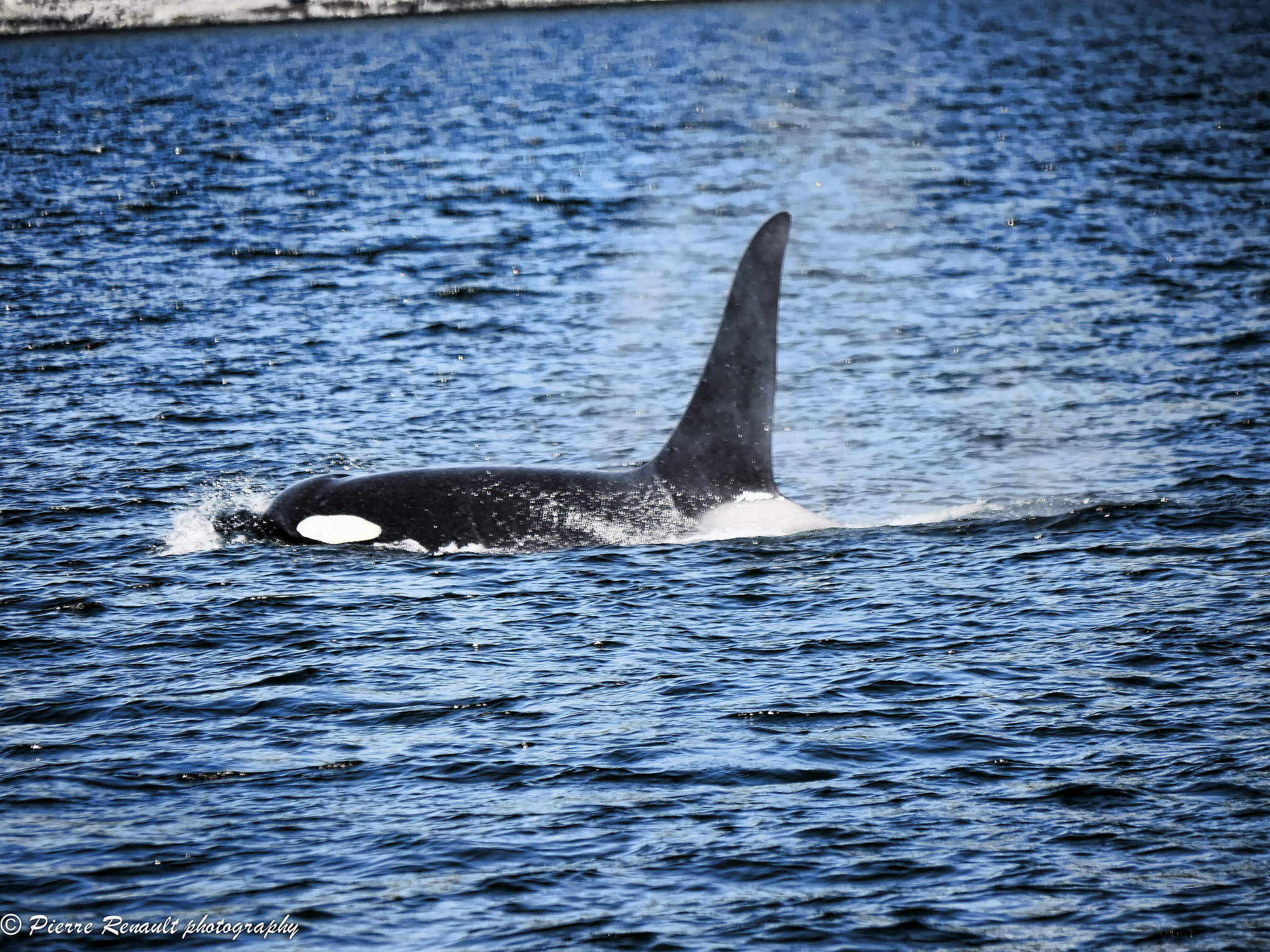 Panasonic Lumix DMC-GH1 sample photo. Orca photography