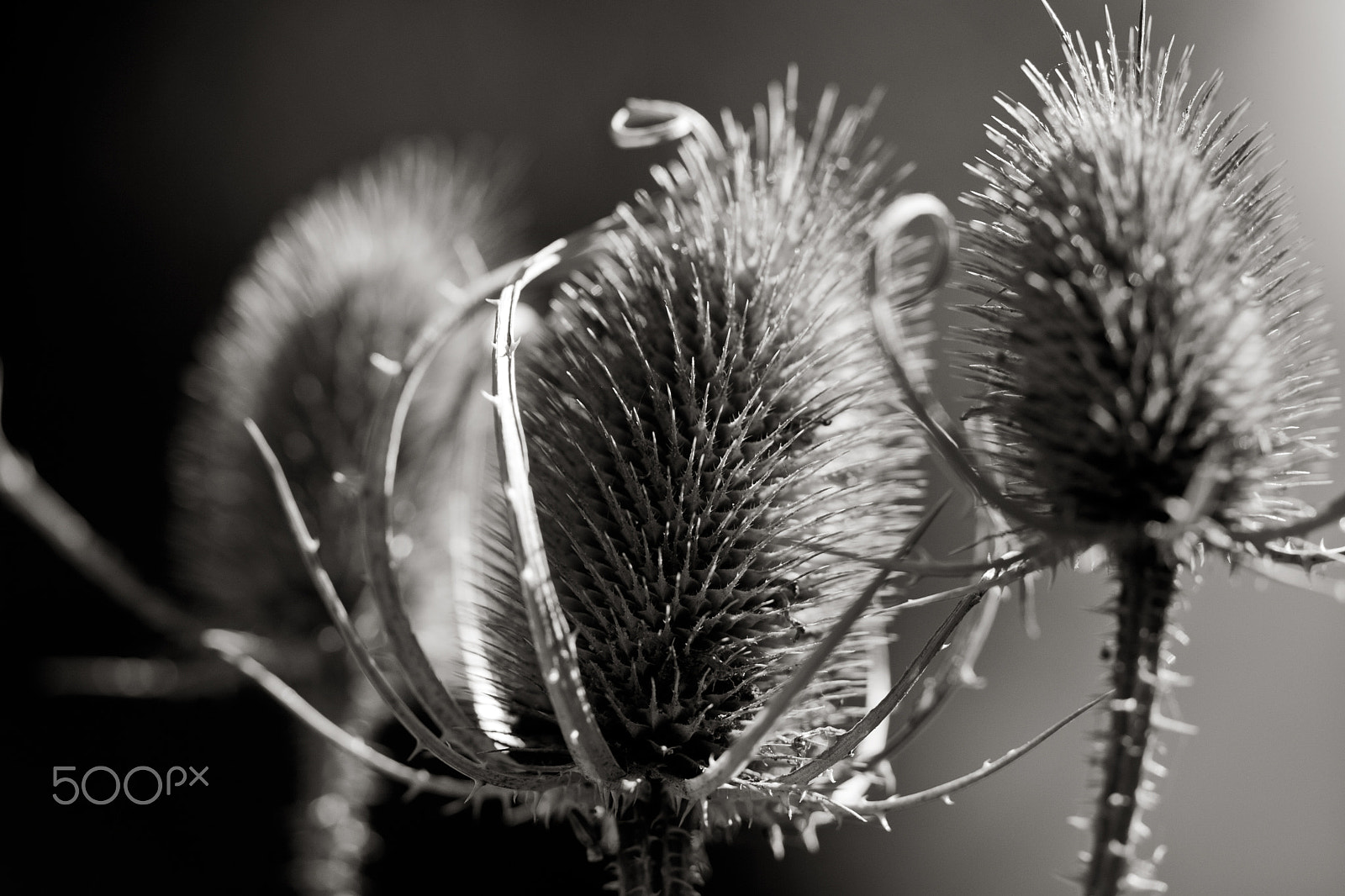 Canon EF 100mm F2.8 Macro USM sample photo. Flowers photography