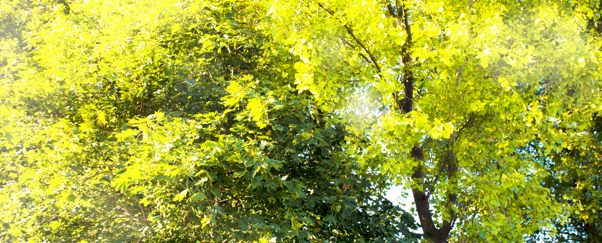 Canon EOS-1Ds Mark III sample photo. Multifarious photography
