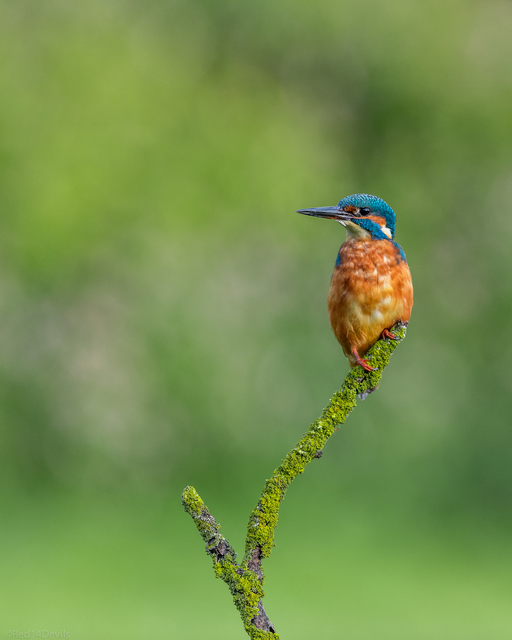 Canon EF 200-400mm F4L IS USM Extender 1.4x sample photo. Common kingfisher photography