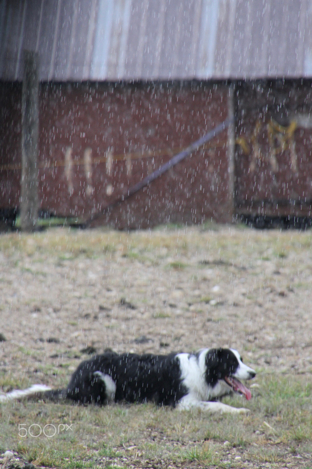 Canon EOS 7D sample photo. Working border collies photography
