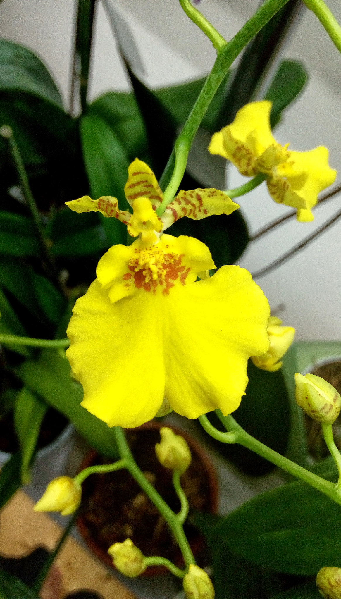 HTC DESIRE 728G DUAL SIM sample photo. Orchid oncidium (dancing lady) photography