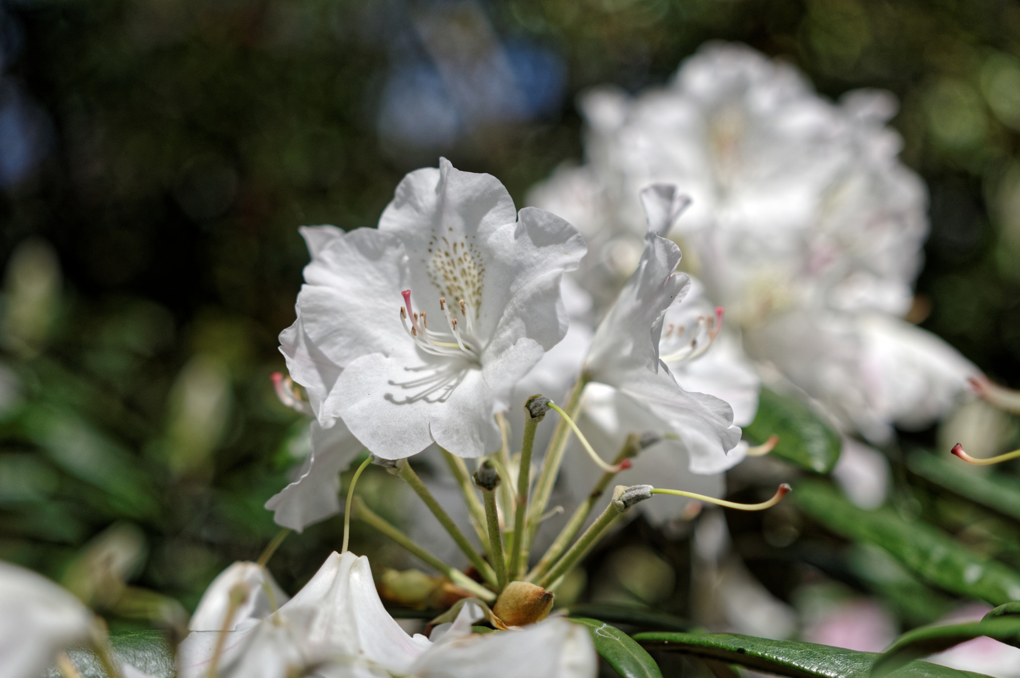 Pentax K-3 + Sigma 18-35mm F1.8 DC HSM Art sample photo. Blanche photography
