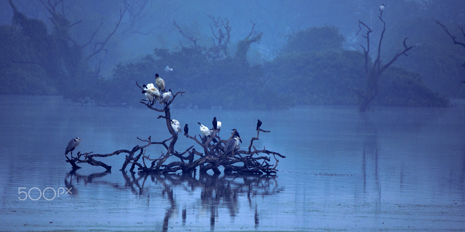 Pentax smc DA* 300mm F4.0 ED (IF) SDM sample photo. Resting birds photography