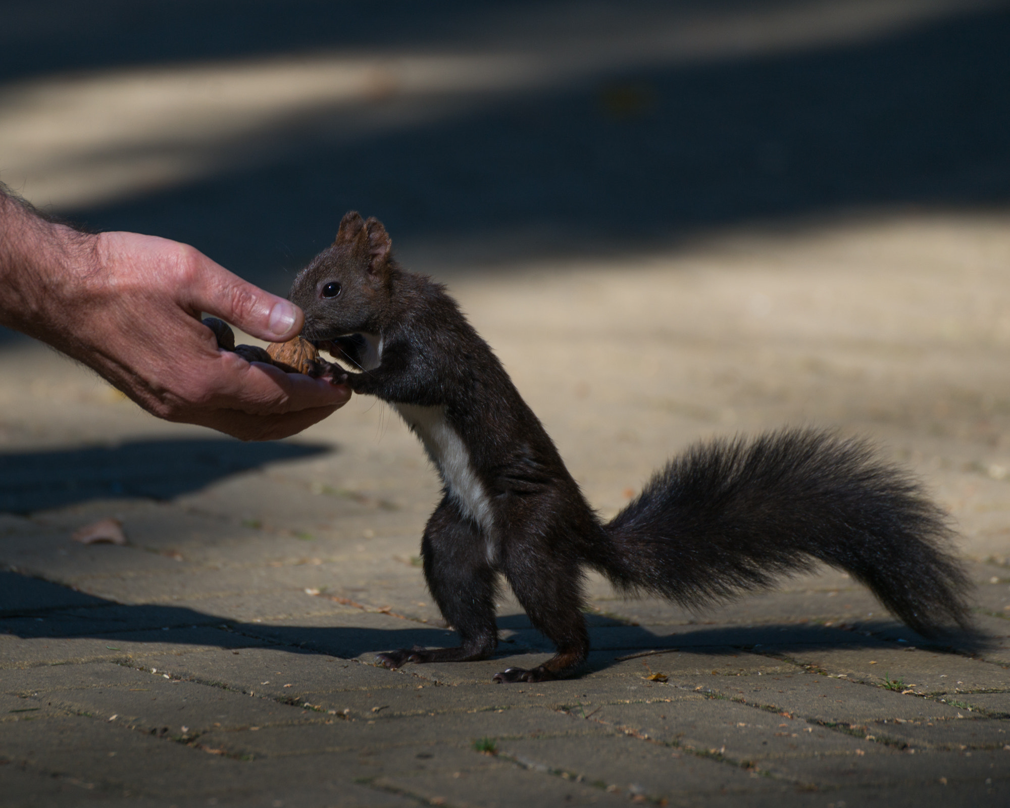 Sony a99 II + Tamron SP 70-300mm F4-5.6 Di USD sample photo. Handfeeding a squirrel photography