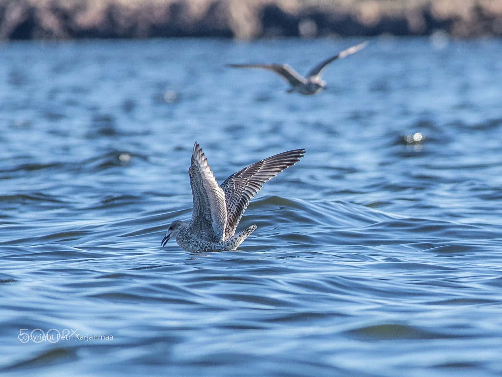 Canon EF 300mm f/2.8L + 1.4x sample photo. Blue sea photography