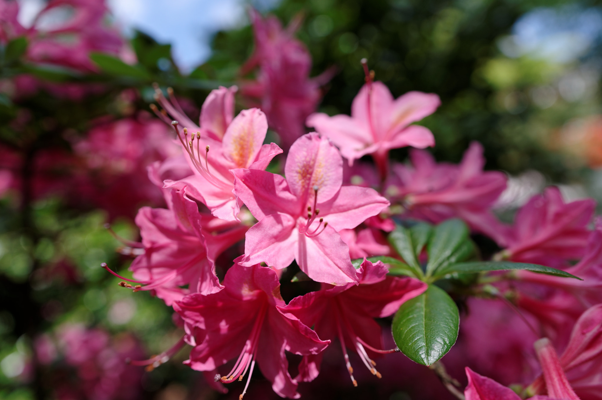 Pentax K-3 + Sigma 18-35mm F1.8 DC HSM Art sample photo. Rose et jaune photography
