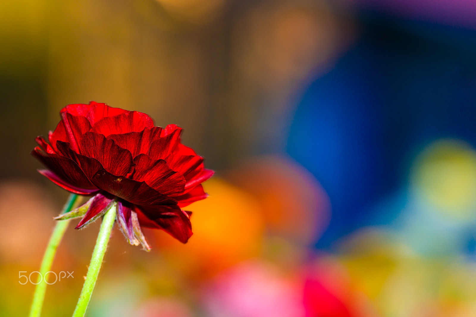 Sigma APO Macro 180mm F2.8 EX DG OS HSM sample photo. Outbursts of spring photography