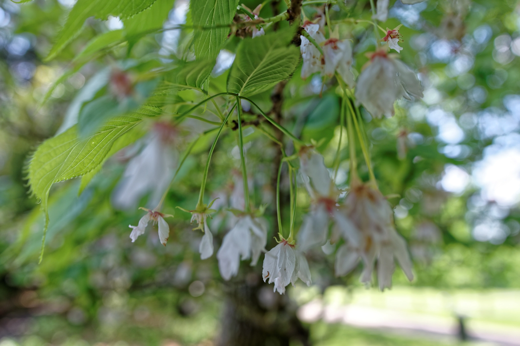 Pentax K-3 sample photo. Cerises en formation photography