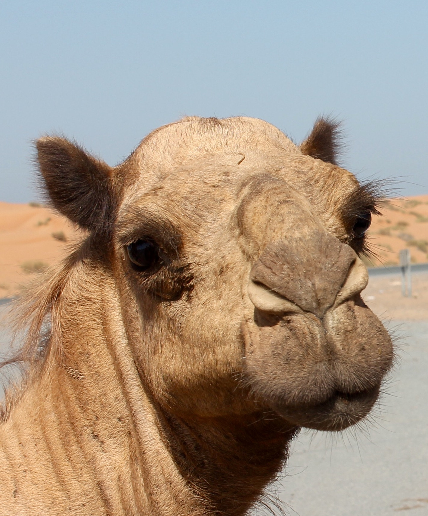 Canon EF-S 18-55mm F3.5-5.6 III sample photo. This beautiful arabian camel looks so sad photography