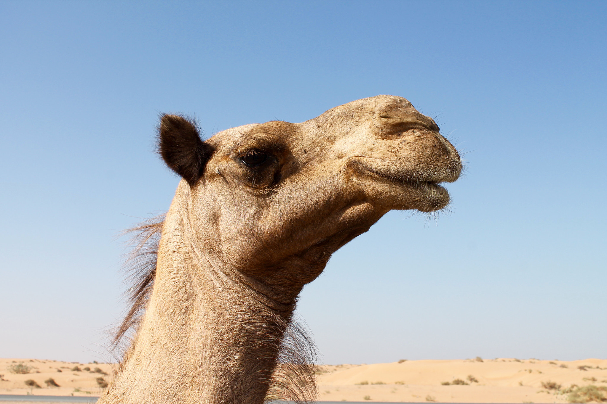 Canon EF-S 18-55mm F3.5-5.6 III sample photo. This beautiful arabian camel however looks extremely happy photography