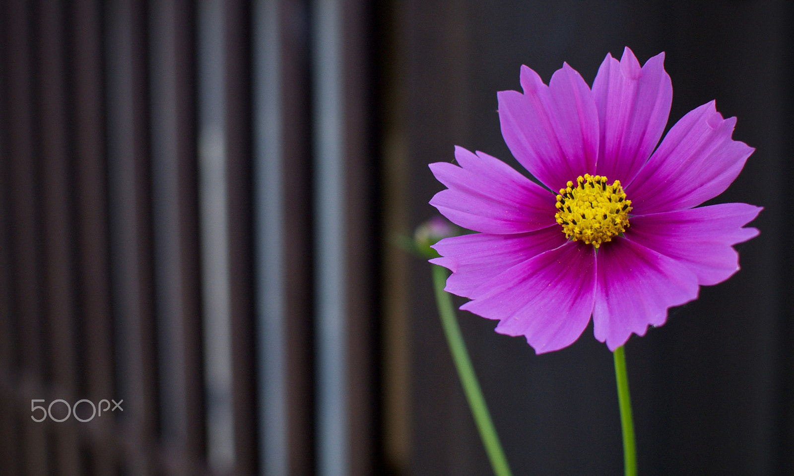 Nikon 1 J2 sample photo. Narai-juku cosmos photography