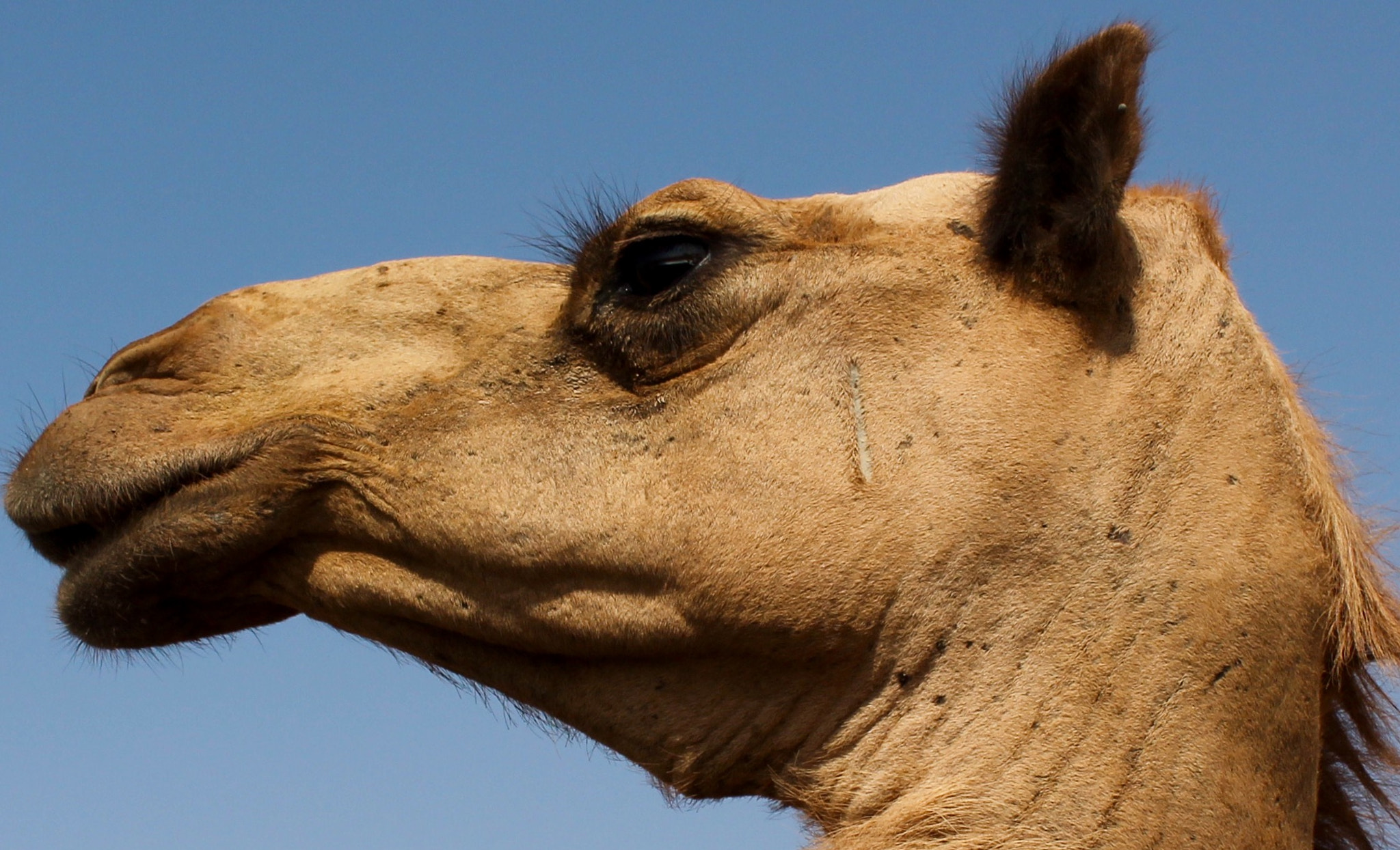 Canon EOS 1100D (EOS Rebel T3 / EOS Kiss X50) + Canon EF-S 18-55mm F3.5-5.6 III sample photo. This beautiful arabian camel looks quite superior and proud photography