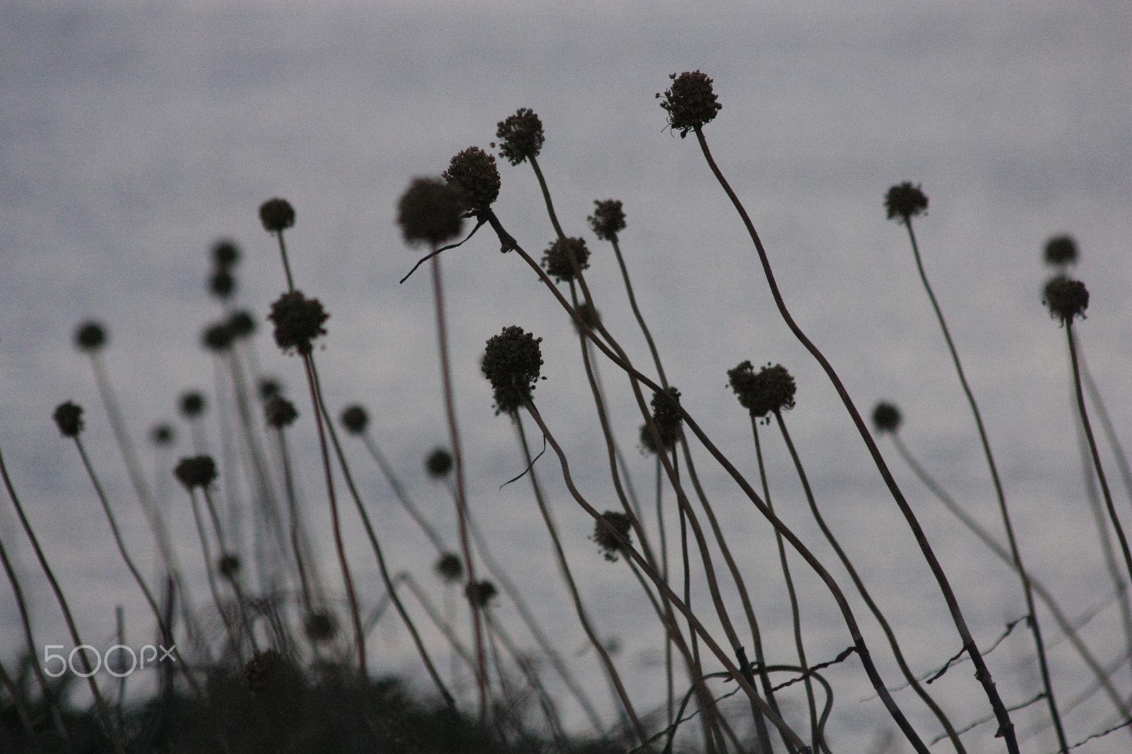 Canon EOS 450D (EOS Rebel XSi / EOS Kiss X2) sample photo. Slowly photography
