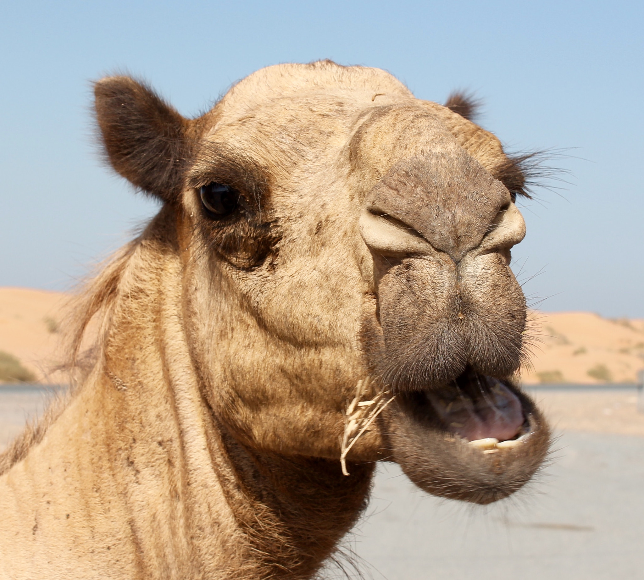 Canon EF-S 18-55mm F3.5-5.6 III sample photo. This beautiful arabian camel seems positively chatty photography