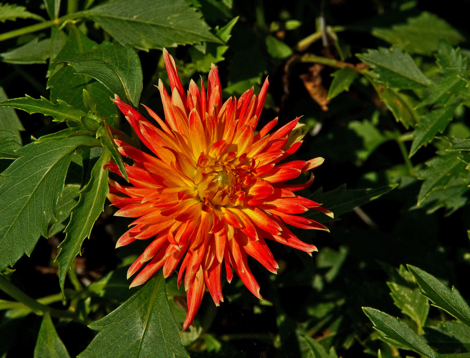 70-200mm F2.8 G SSM OSS II sample photo. Starburst dahlia photography