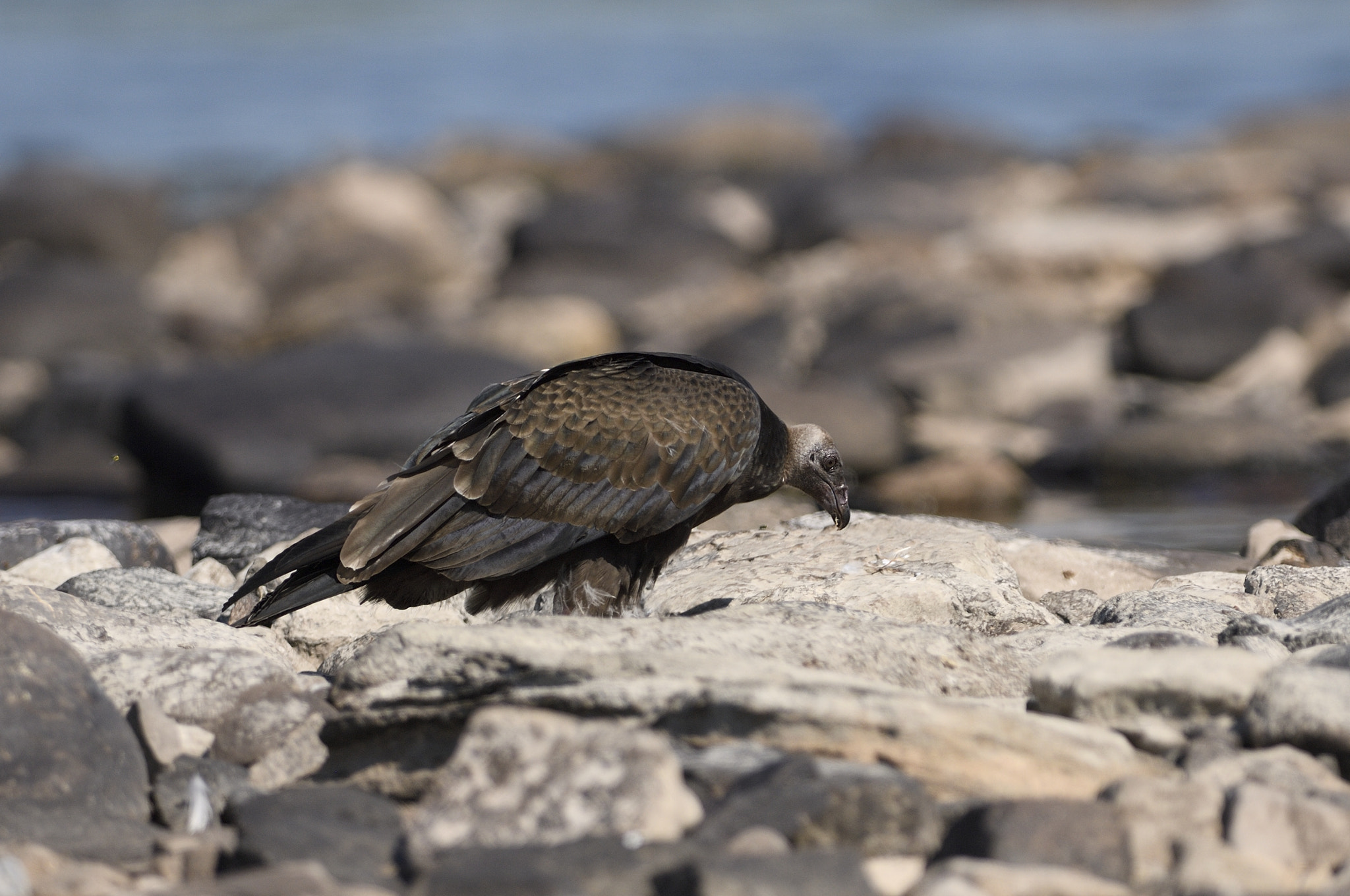 Nikon D2Xs + Nikon AF-S Nikkor 300mm F2.8G ED-IF VR sample photo. Black vulture taken with my old d2xs photography