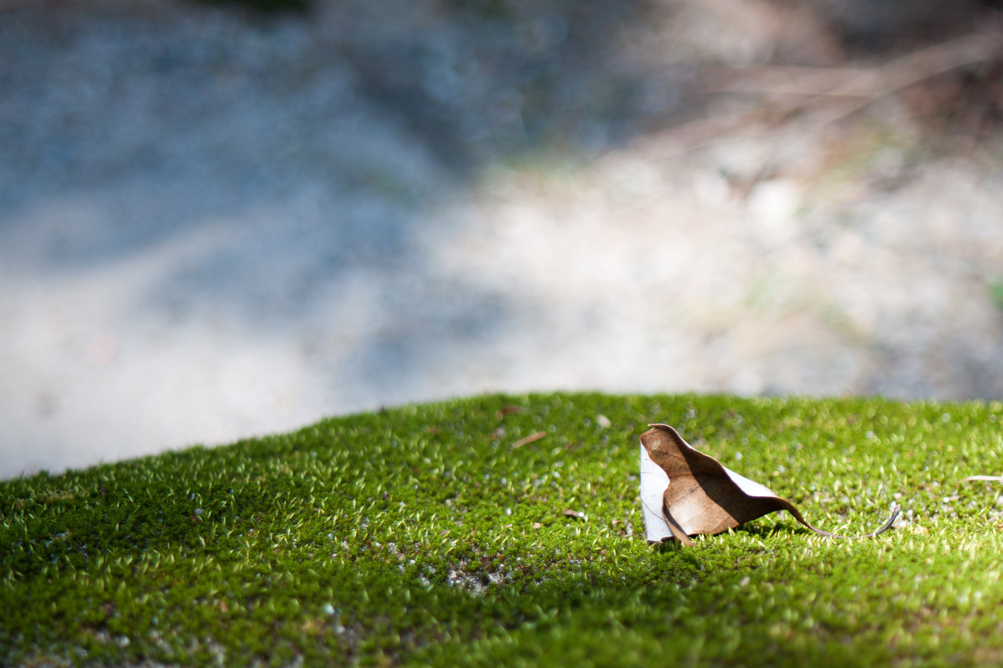 Canon EF 28-80mm f/3.5-5.6 USM sample photo. Lonely fall photography