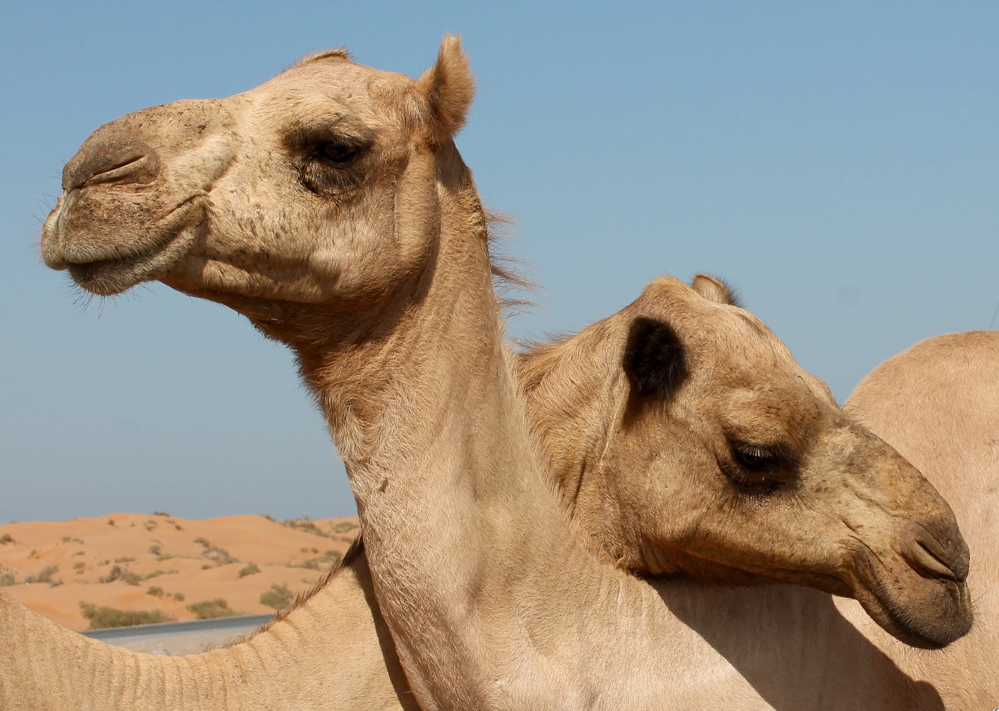 Canon EOS 1100D (EOS Rebel T3 / EOS Kiss X50) + Canon EF-S 18-55mm F3.5-5.6 III sample photo. These beautiful arabian camels seem to be in love  ... photography