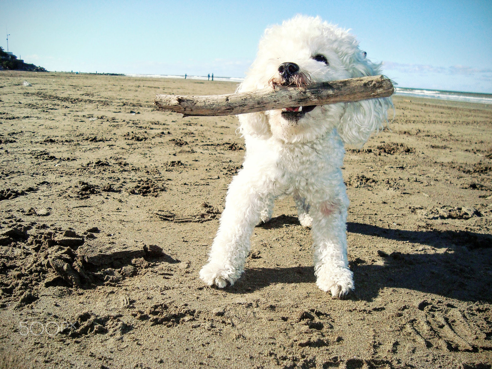 Sony Cyber-shot DSC-W110 sample photo. Puppy poodle toy with a stick at the beach photography