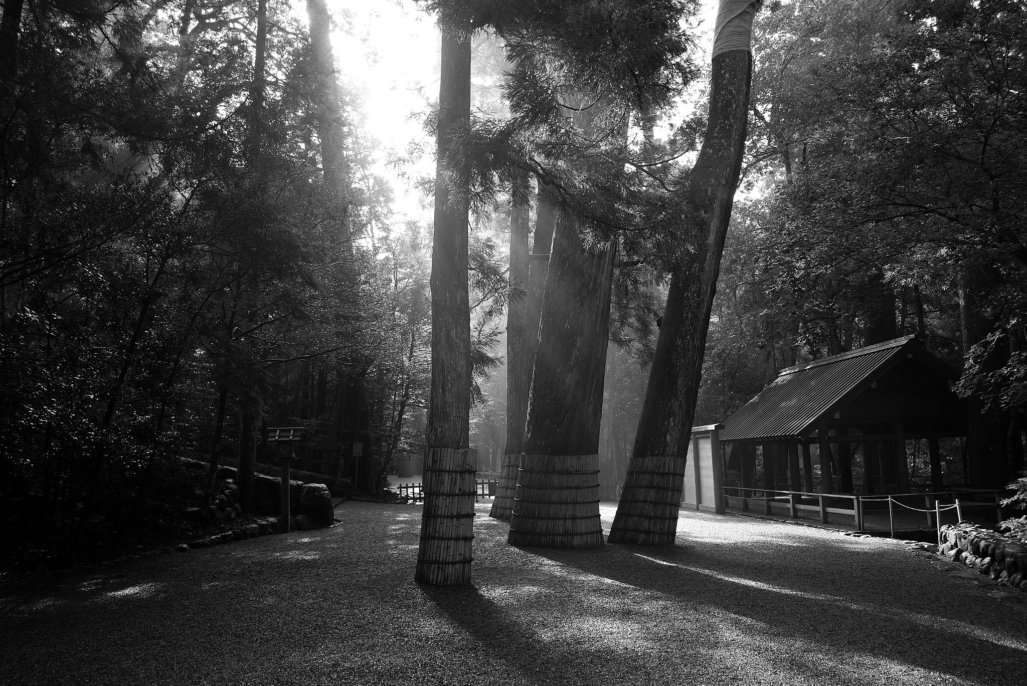 Sigma dp1 Quattro sample photo. The woods of ise shrine photography