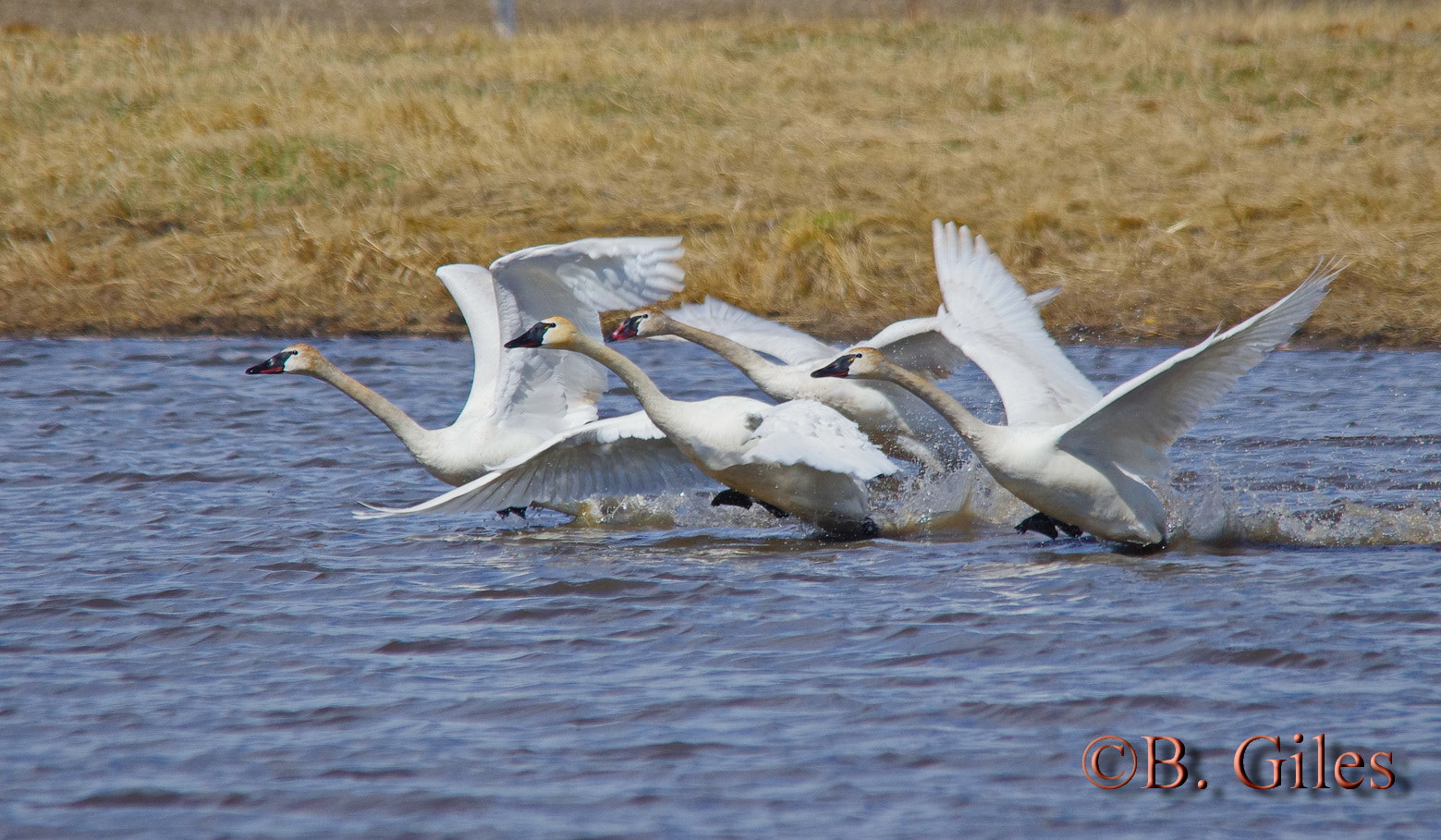 Sigma 150-500mm F5-6.3 DG OS HSM sample photo. Heading south photography