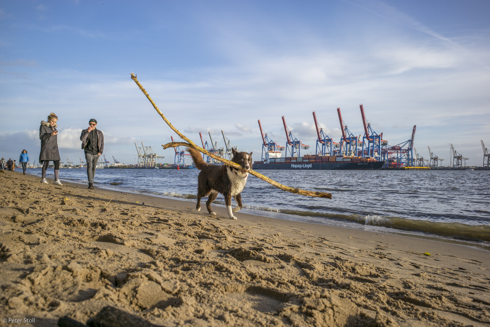 Leica Elmarit-M 28mm F2.8 ASPH sample photo. Doggies fun photography