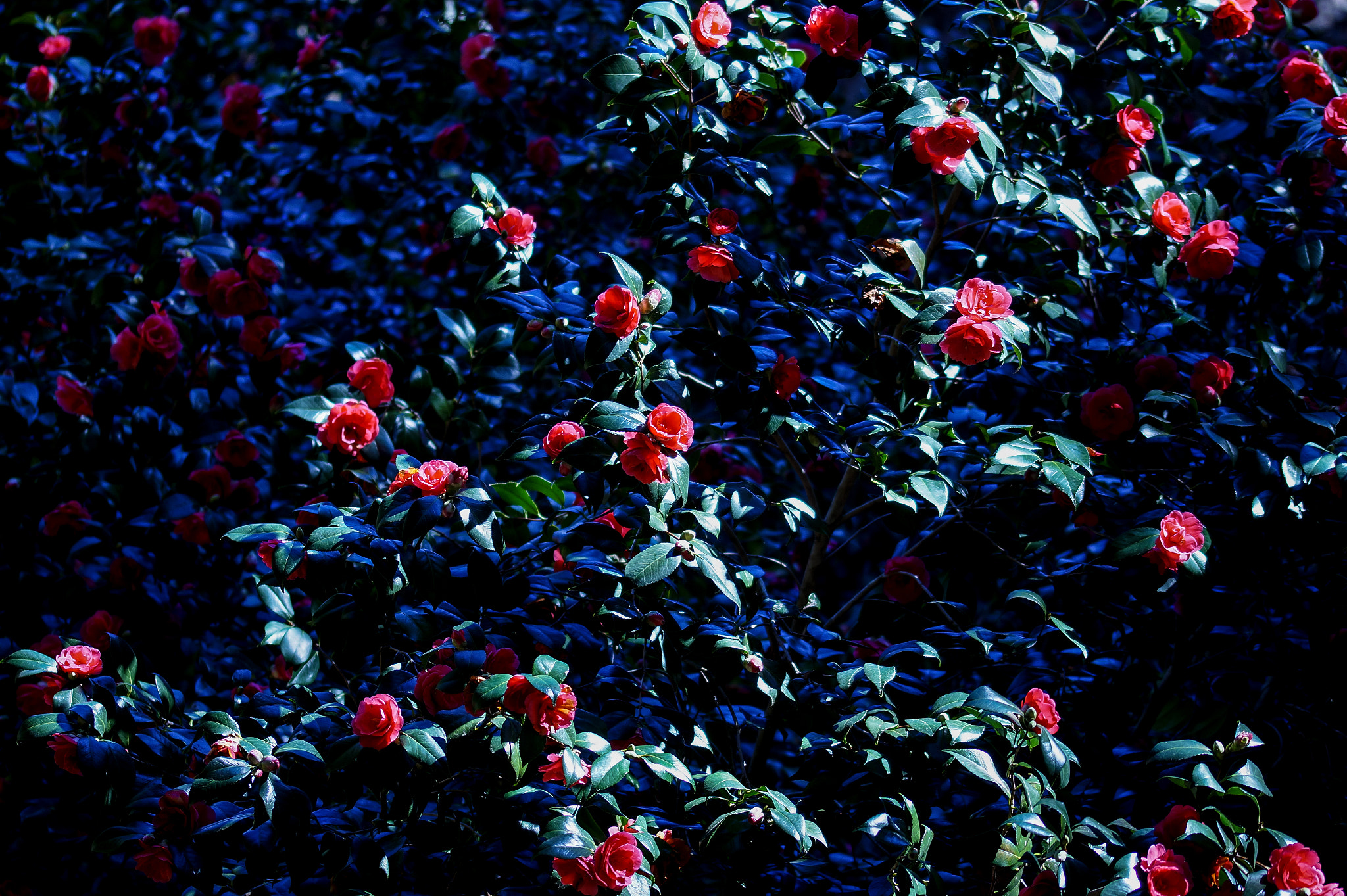 Sony SLT-A58 + 105mm F2.8 sample photo. Ml_20160907_06 photography