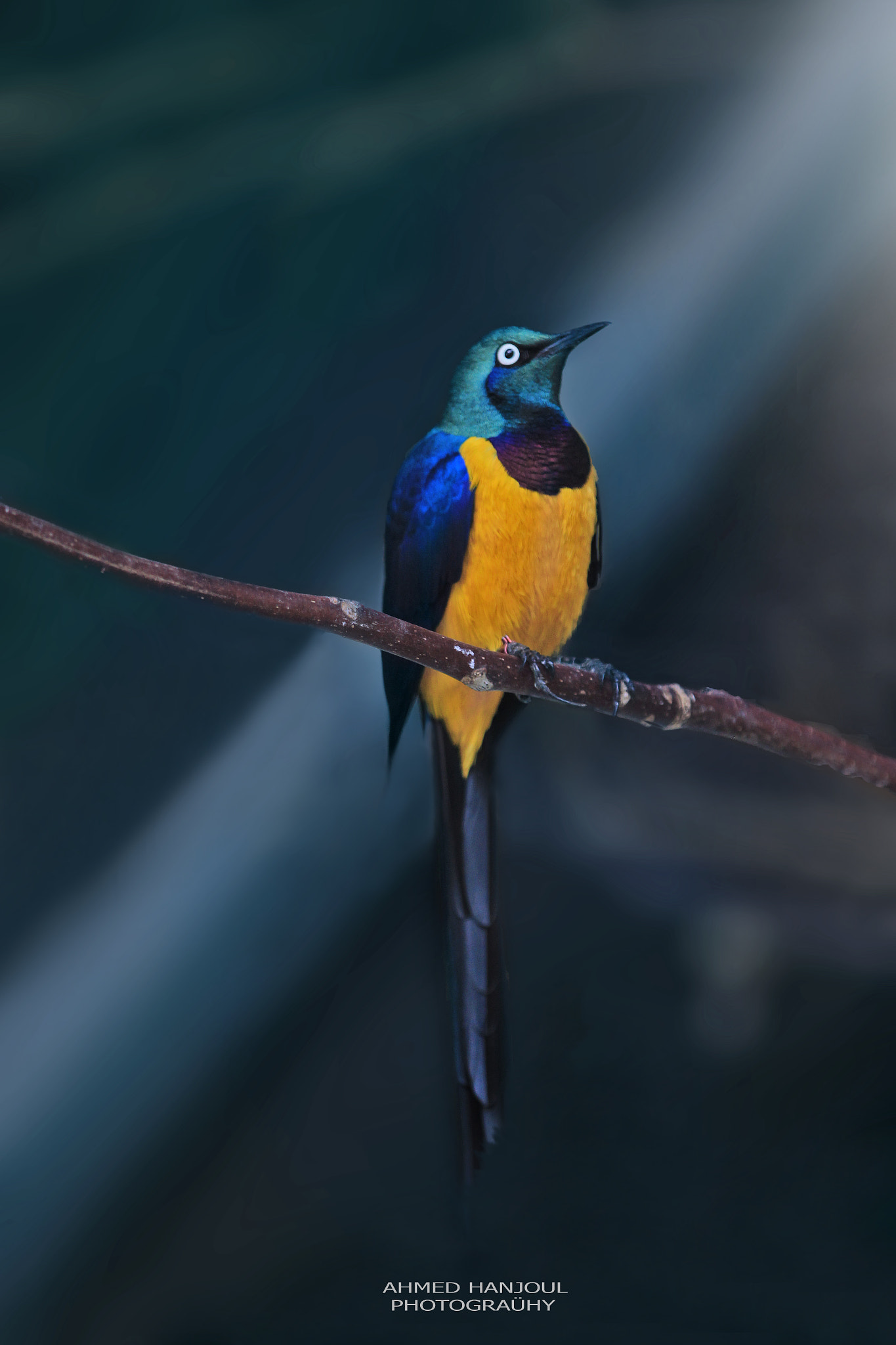 Canon EF 70-200mm F2.8L IS II USM sample photo. Bird photography