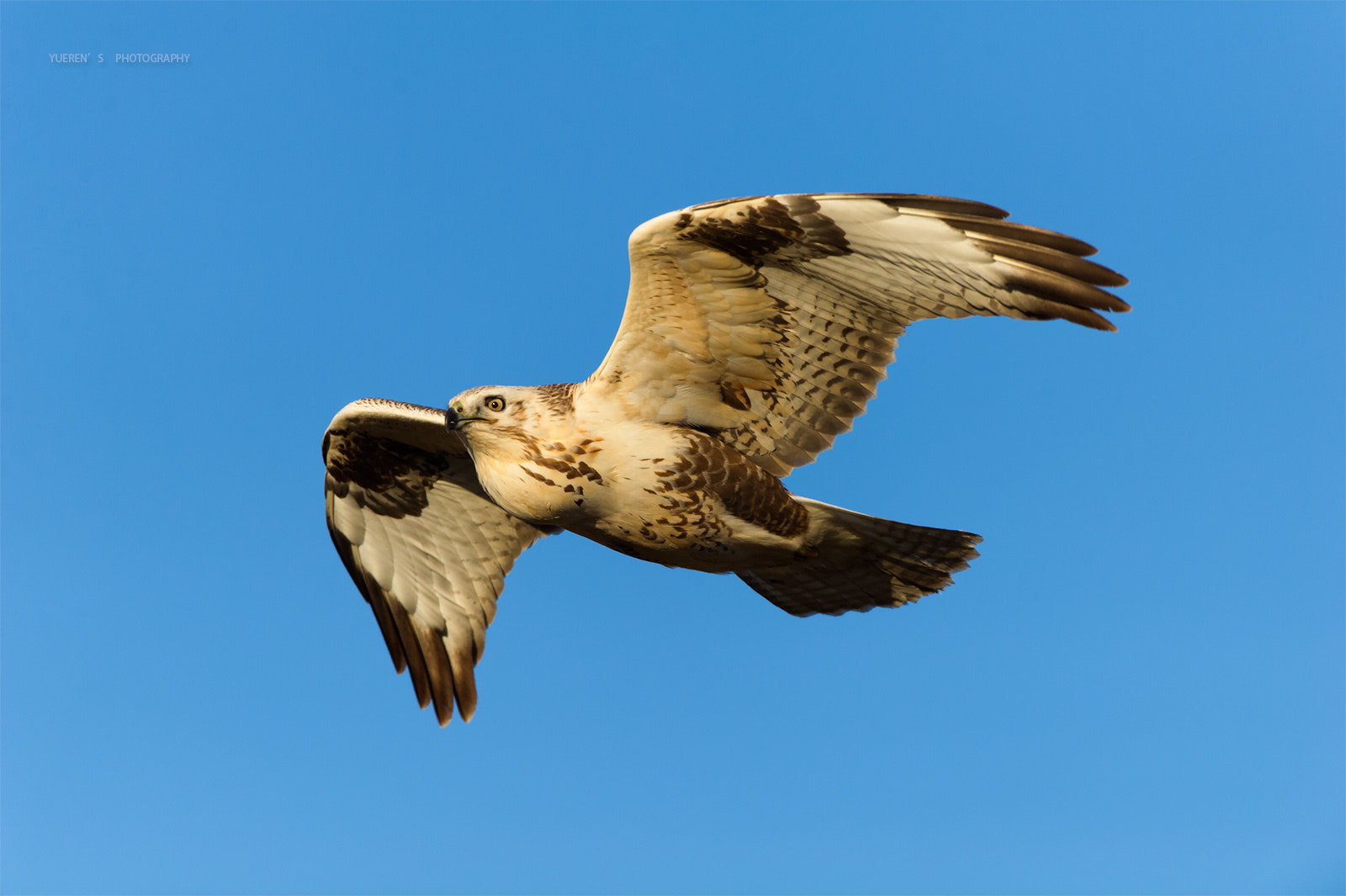 Nikon D3S + Nikon AF-S Nikkor 600mm F4G ED VR sample photo. 贡格尔草原的大鵟 photography
