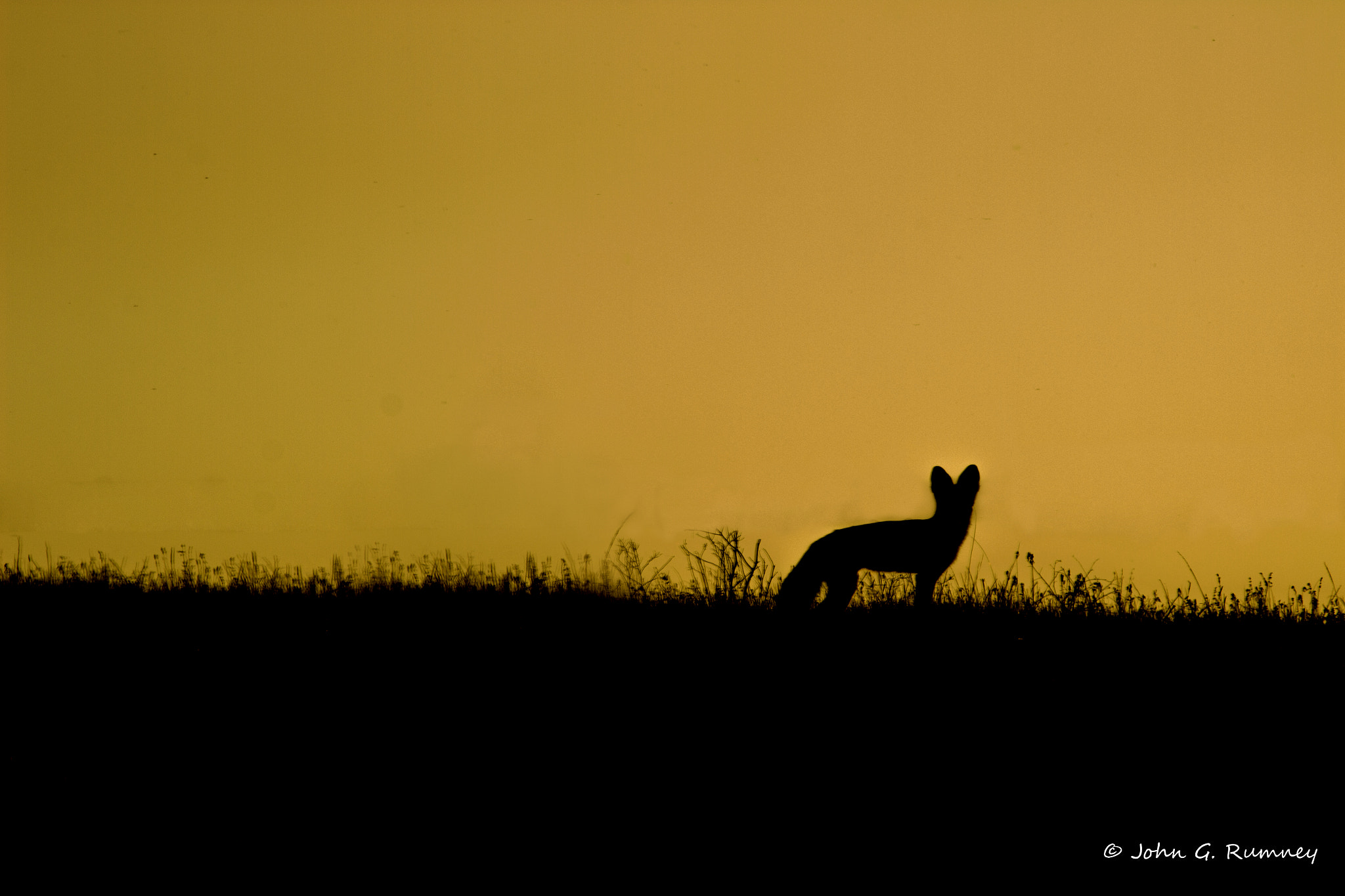 Canon EF 100-400mm F4.5-5.6L IS USM sample photo. Fox on the skyline photography