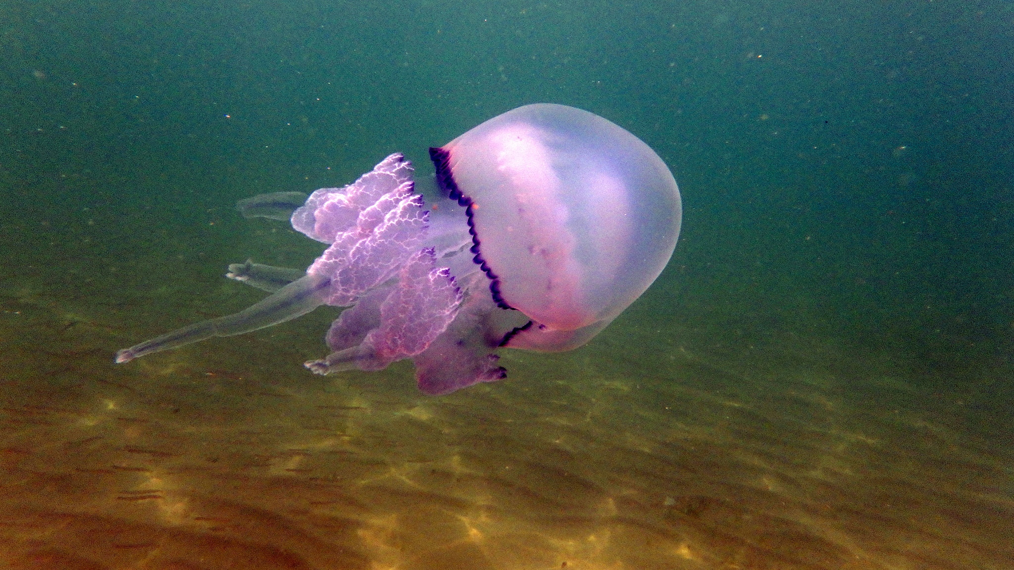 Olympus TG-860 sample photo. Jellyfish photography