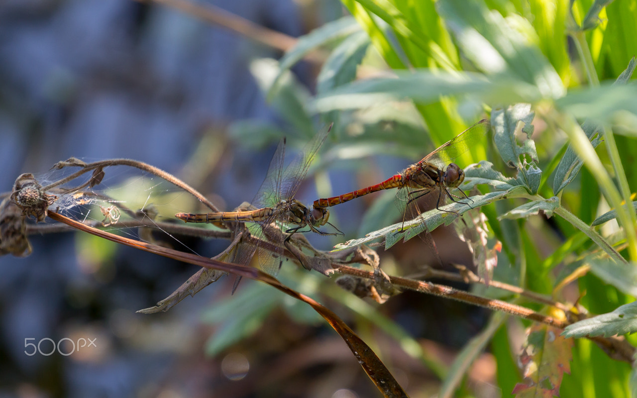 Canon EF 70-300mm F4-5.6L IS USM sample photo. Pairing of dragonflies 2 photography