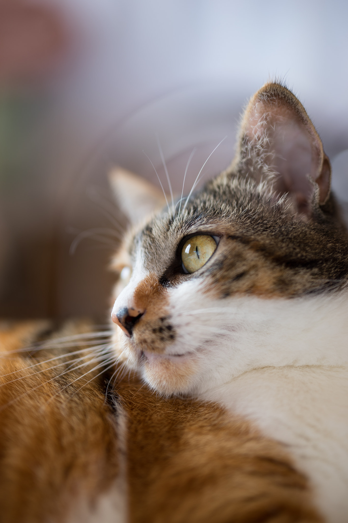 Sony a7 + E 50mm F1.4 sample photo. 姫 photography