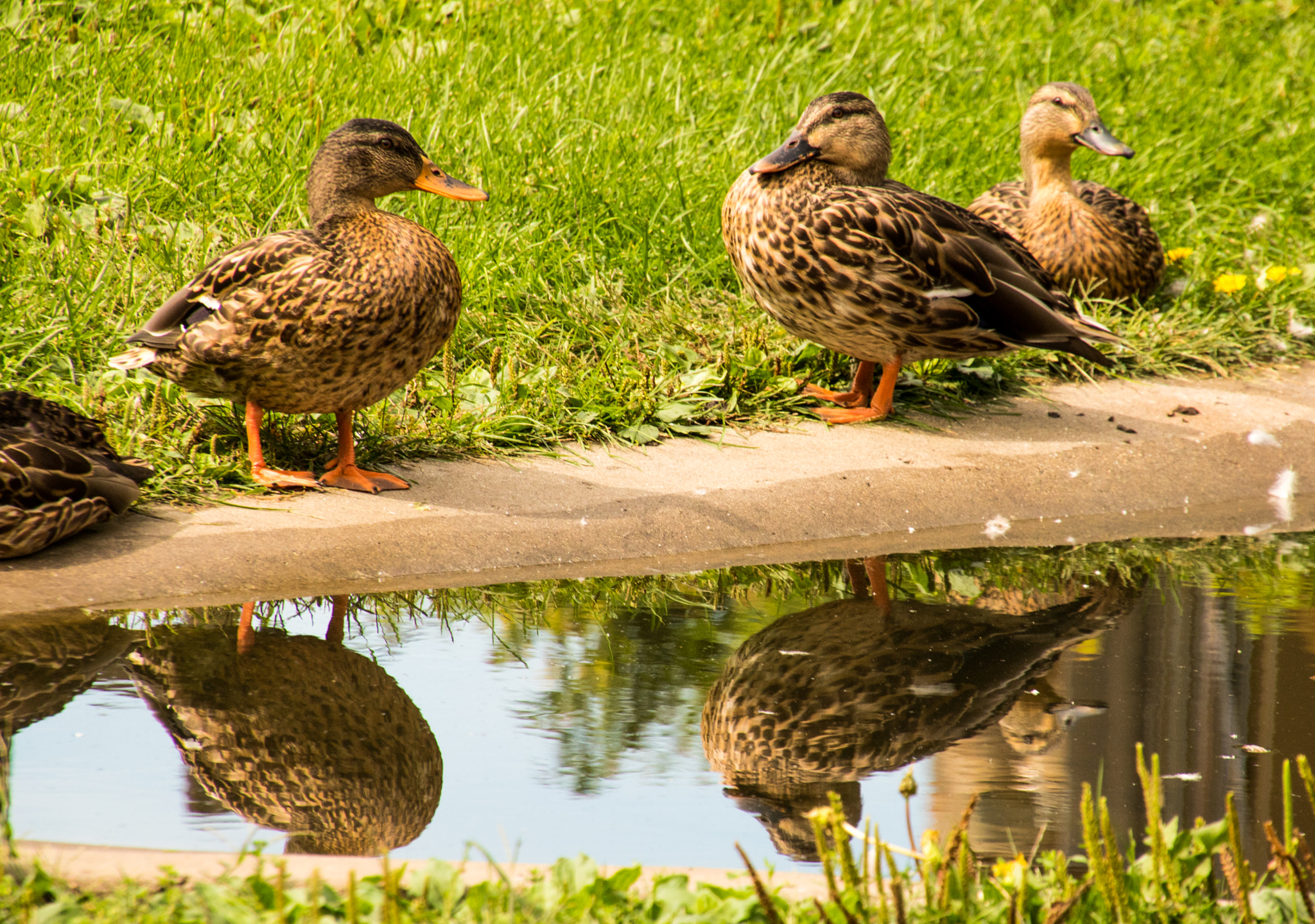 Canon EOS 760D (EOS Rebel T6s / EOS 8000D) sample photo. Ducks reflection photography