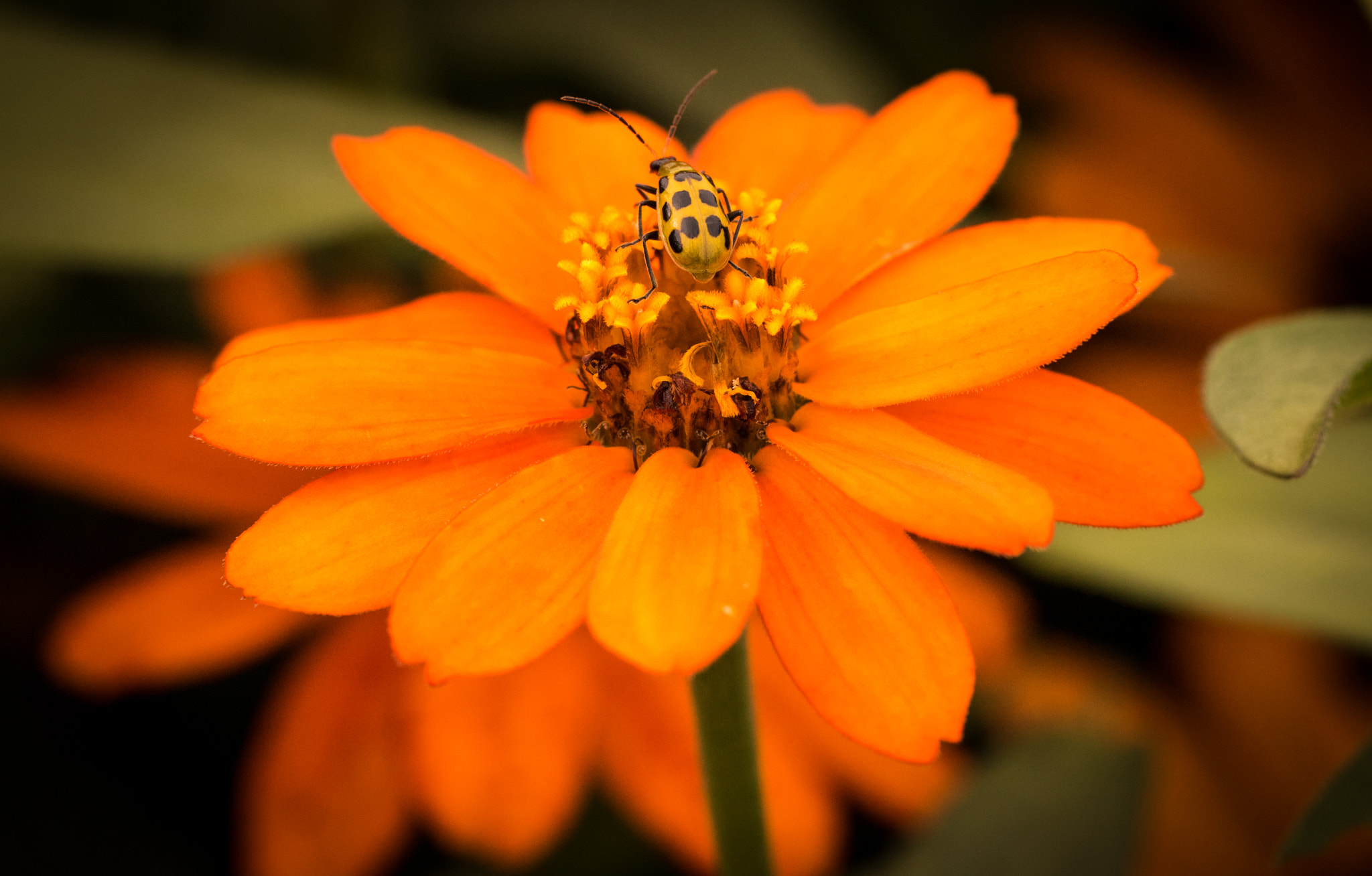 Canon EOS 760D (EOS Rebel T6s / EOS 8000D) + Canon EF 100mm F2.8L Macro IS USM sample photo. Beetle on orange flower photography