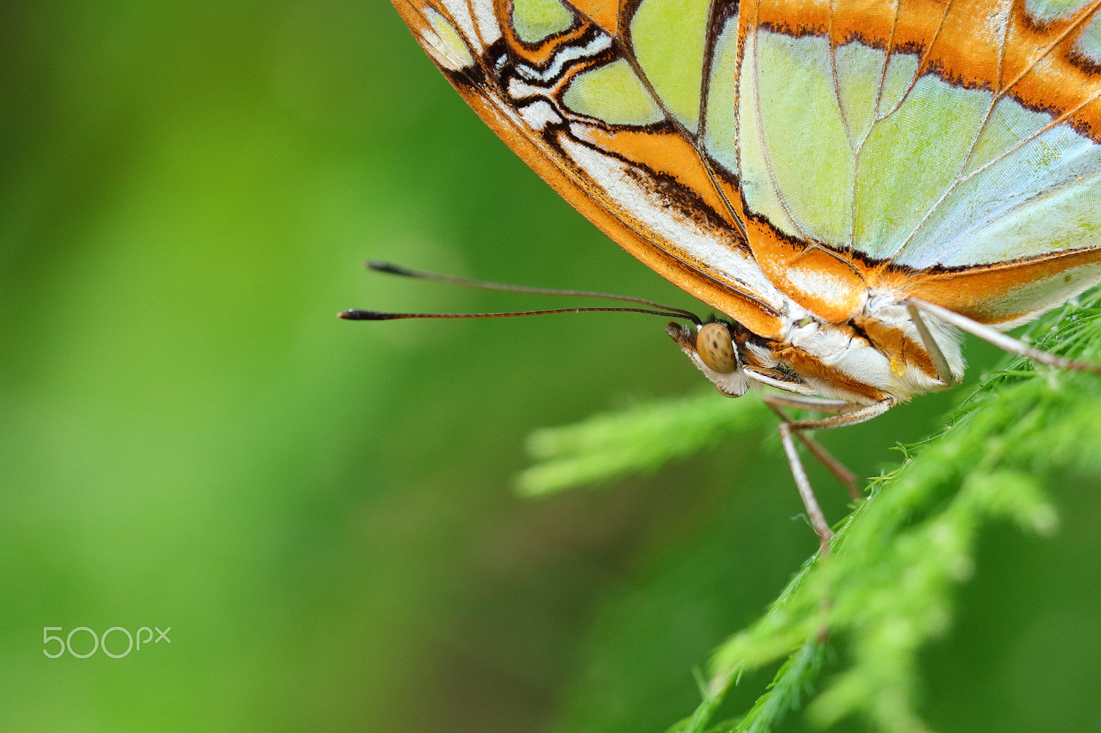 Canon EOS 700D (EOS Rebel T5i / EOS Kiss X7i) + Canon EF 100mm F2.8L Macro IS USM sample photo. The malachite butterfly photography