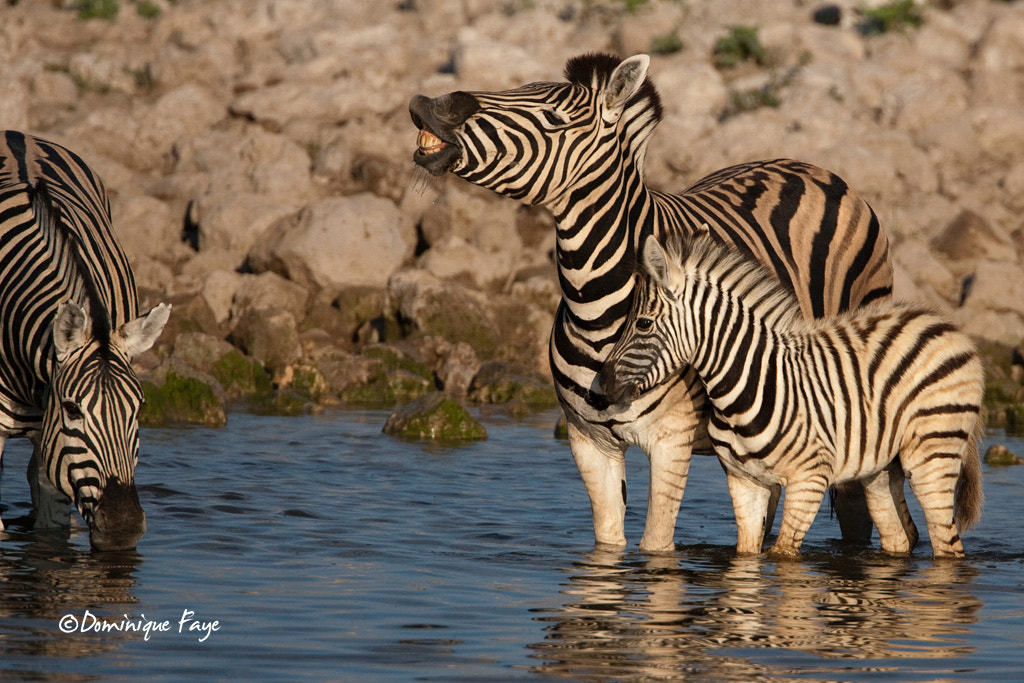Canon EF 500mm F4L IS USM sample photo. Waterhole namibie photography