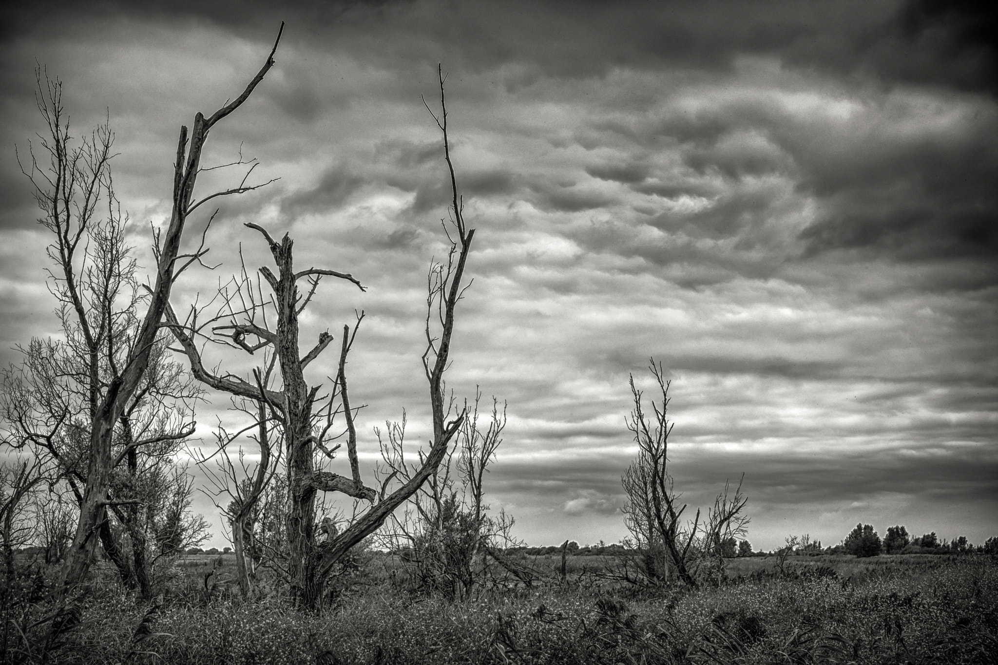 Fujifilm X-Pro2 + Fujifilm XC 50-230mm F4.5-6.7 OIS sample photo. Dutch landscape photography