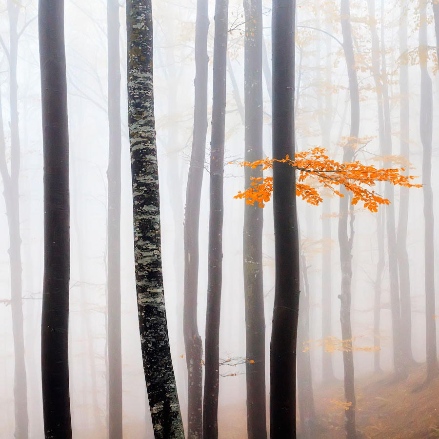 A Bit Of Orange by Evgeni Dinev on 500px.com