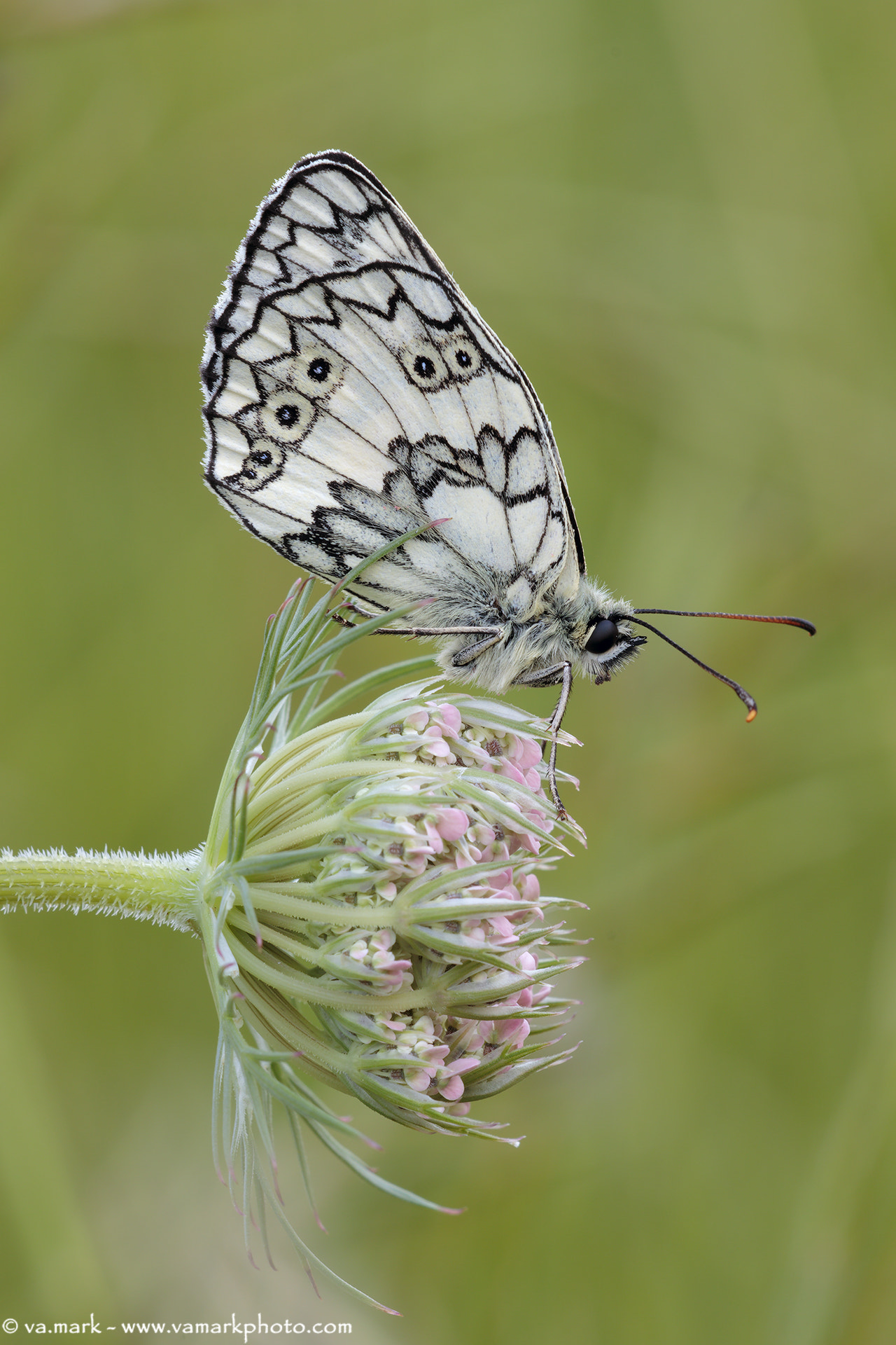 Canon EF 180mm F3.5L Macro USM sample photo. Melanargia galathea photography