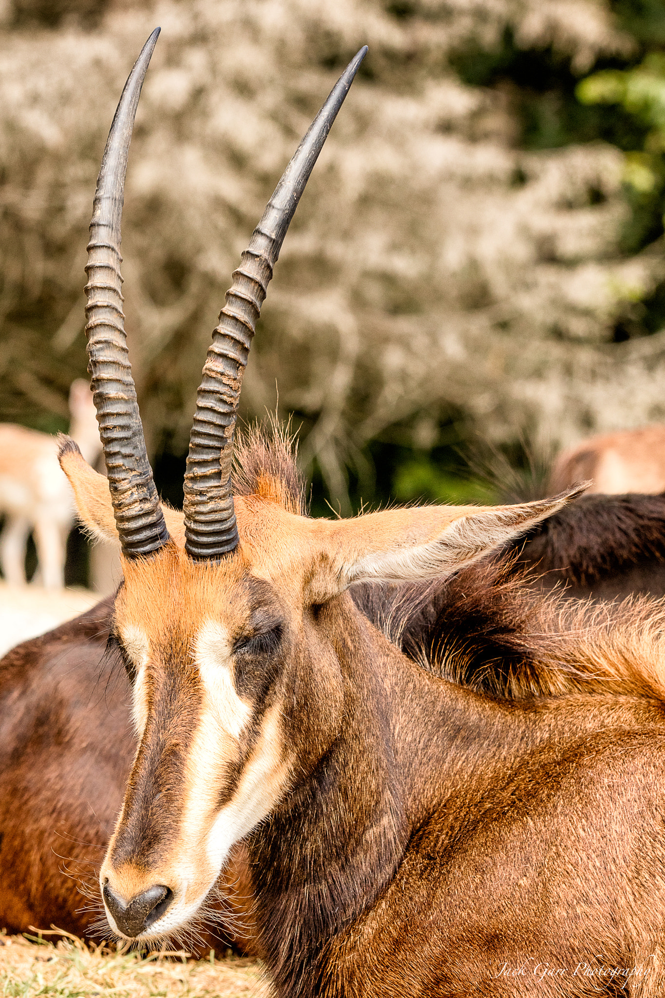 150-600mm F5-6.3 DG OS HSM | Sports 014 sample photo. Sable antelope portrait photography