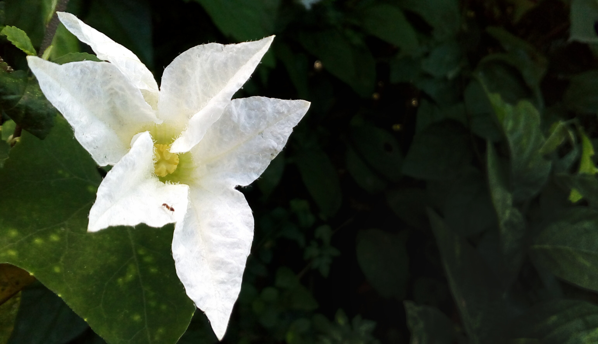 Symphony i10 sample photo