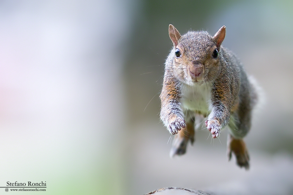 Canon EF 300mm F2.8L IS USM sample photo. The jump ii photography