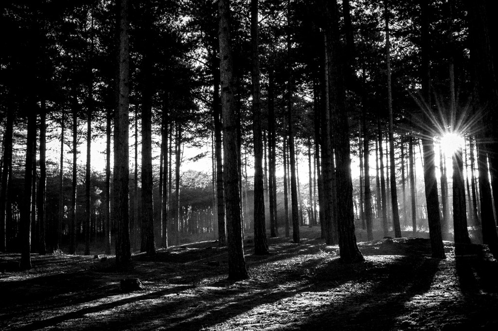 Nikon D300S sample photo. Dawn through the trees photography