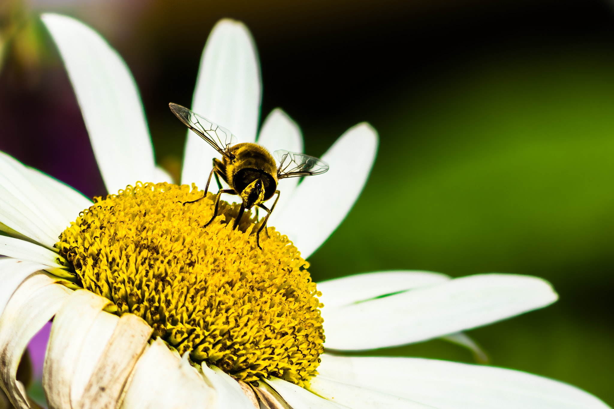 Nikon D7200 + AF Nikkor 70-210mm f/4-5.6 sample photo. Nectar photography