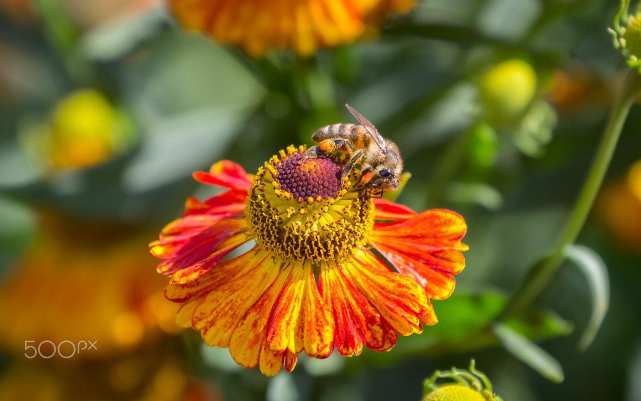 Canon EF 70-300mm F4-5.6L IS USM sample photo. Honey bee photography