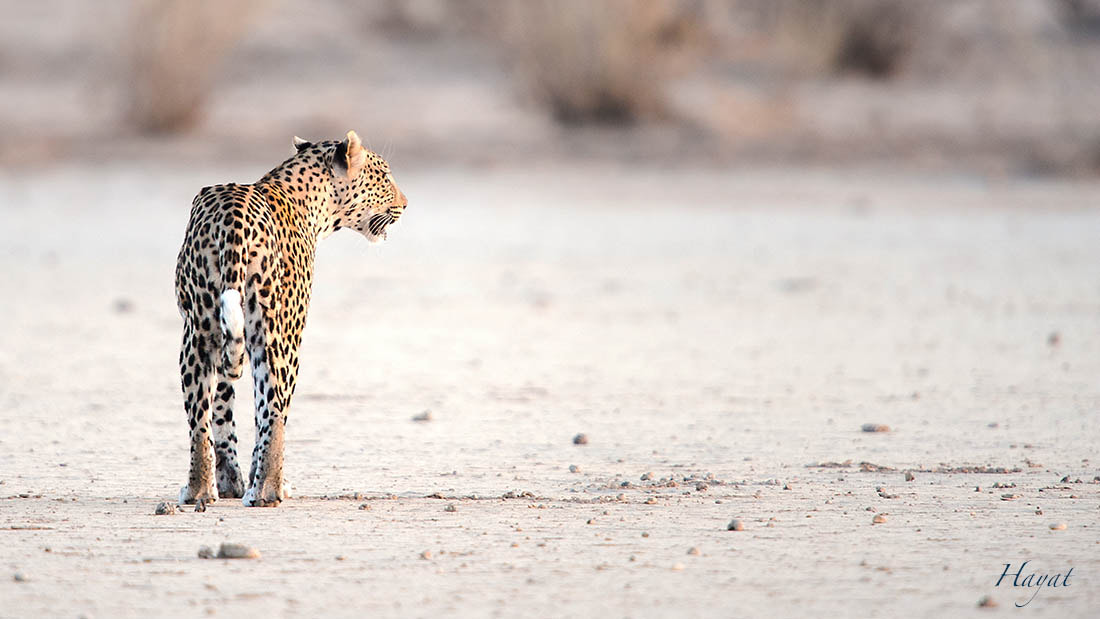 Nikon D3 + Nikon AF-S Nikkor 600mm F4G ED VR sample photo. Leopard in the kgalagadi south africa photography