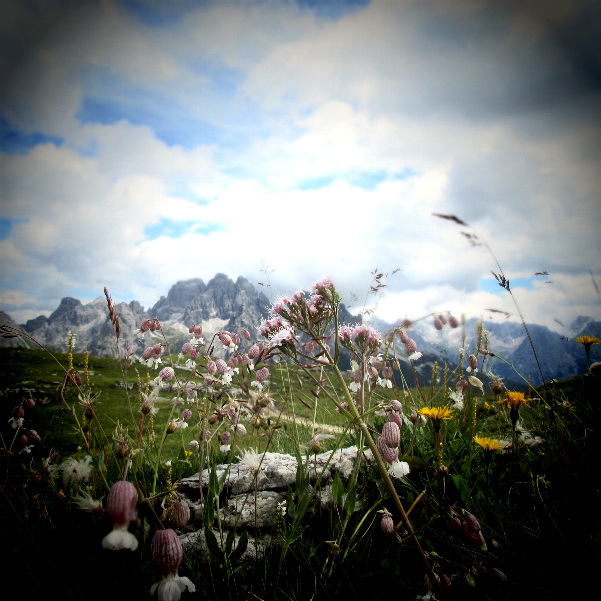 Canon PowerShot ELPH 350 HS (IXUS 275 HS / IXY 640) sample photo. Wildflowers photography